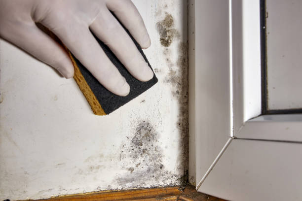Best Mold Removal for HVAC Installations  in Cedaredge, CO